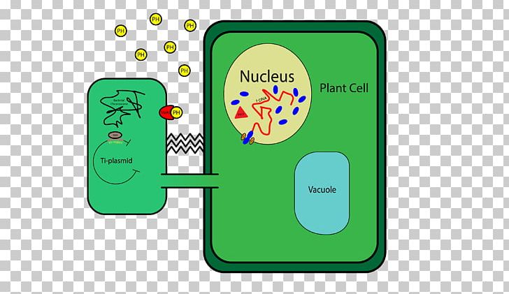 Plant Cell Cell Wall DNA Ti Plasmid PNG, Clipart, Agrobacterium Tumefaciens, Area, Bacterial Cell Structure, Cell, Cell Nucleus Free PNG Download