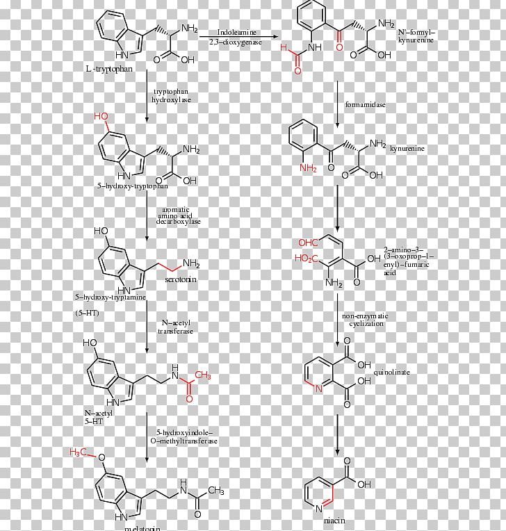 Tryptophan Hydroxylase Serotonin Melatonin Amino Acid PNG, Clipart, Amino Acid, Angle, Area, Aromatic Lamino Acid Decarboxylase, Chemistry Free PNG Download