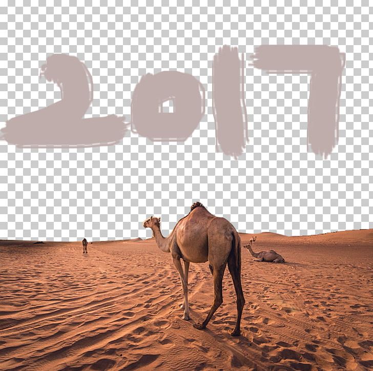 Dromedary Sahara Gobi Desert Erg PNG, Clipart, Animals, Camel Vector, Desert Vector, Drawing Vector, Encapsulated Postscript Free PNG Download