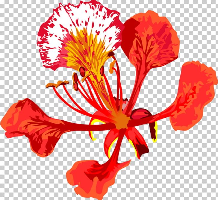 Royal Poinciana Flower Tree Floral Emblem Drawing PNG, Clipart, Blossom, Caesalpinia Pulcherrima, Carnation, Cut Flowers, Deciduous Free PNG Download