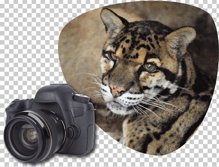 Tiger Clouded Leopard Wildcat Great Cats World Park PNG, Clipart, Big Cat, Big Cats, Carnivoran, Cat Like Mammal, Cat Park Free PNG Download