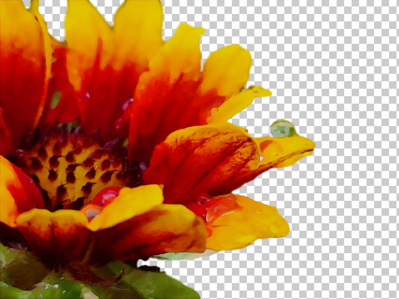 Chrysanthemum Transvaal Daisy Pollen Petal Yellow PNG, Clipart, Biology, Chrysanthemum, Closeup, Flower, Paint Free PNG Download