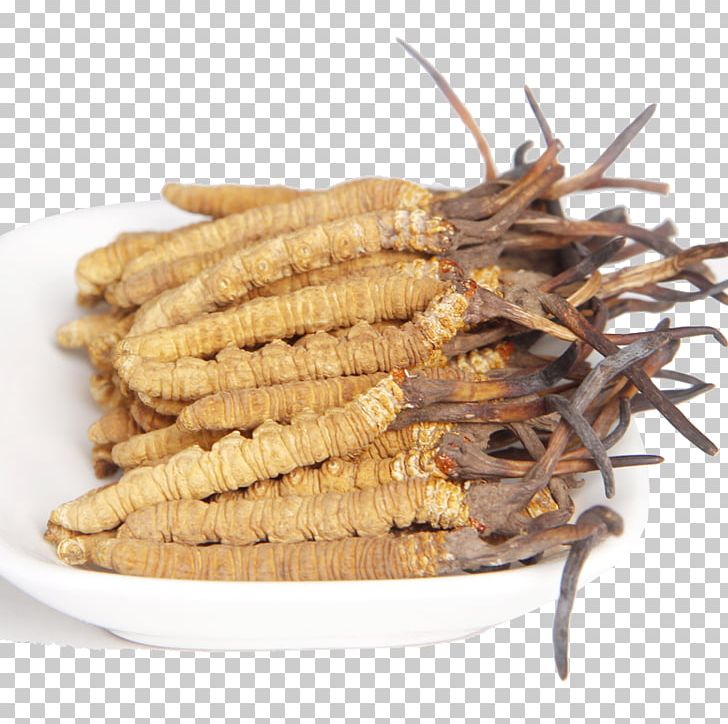 Edible Birds Nest Caterpillar Fungus Traditional Chinese Medicine Cordyceps PNG, Clipart, Animal Source Foods, Authentic, Authentic Cordyceps, Caterpillar, Chinese Free PNG Download