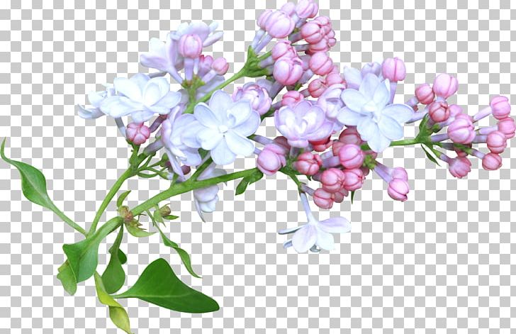 Flower Floral Design Watercolor Painting PNG, Clipart, Blossom, Branch, Computer Icons, Cut Flowers, Download Free PNG Download