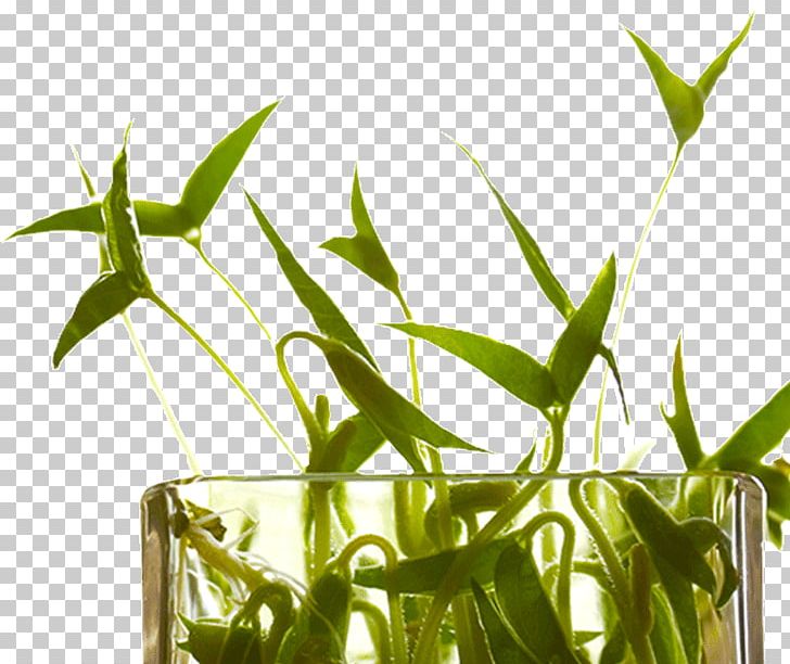 Ginisang Monggo Mung Bean Plant Stem Tropical Woody Bamboos PNG, Clipart, Bamboo, Bitter Melon, Commodity, Crop, Food Drinks Free PNG Download