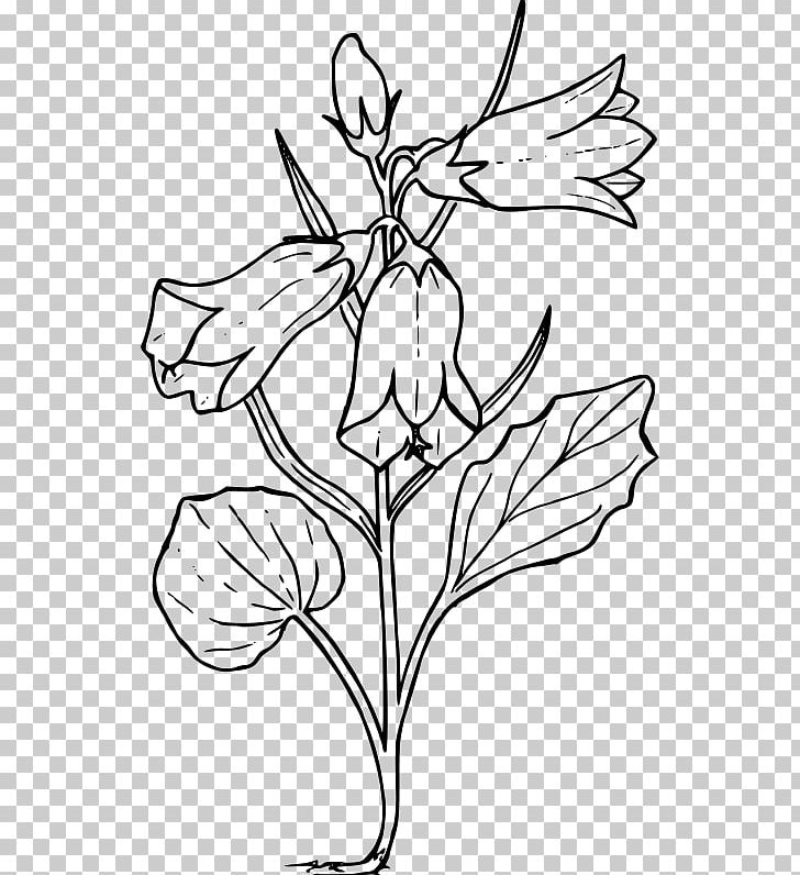 Harebell Drawing Bellflower Family PNG, Clipart, Artwork, Bellflower Family, Bellflowers, Black And White, Branch Free PNG Download