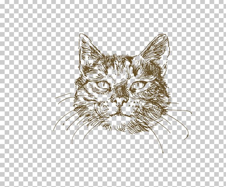 Maine Coon British Shorthair Kitten Drawing PNG, Clipart, Animal, Animals, Black Cat, Carnivoran, Cat Like Mammal Free PNG Download