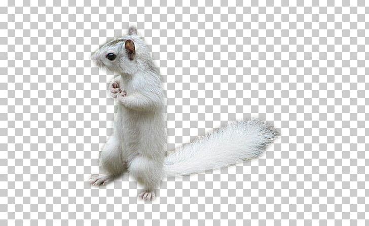 Tree Squirrel Rodent Animal PNG, Clipart, Alphabet, Animal, Animals, Animaux, Art Free PNG Download