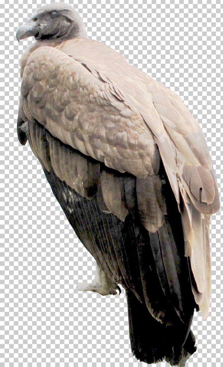 Bald Eagle Buzzard Vulture Hawk Beak PNG, Clipart, Accipitriformes, Animals, Bald Eagle, Beak, Bird Free PNG Download