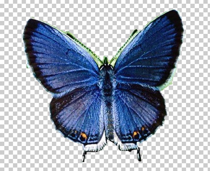 Butterfly Lycaenidae PNG, Clipart, 3d Computer Graphics, Animation, Arthropod, Blu, Blue Free PNG Download