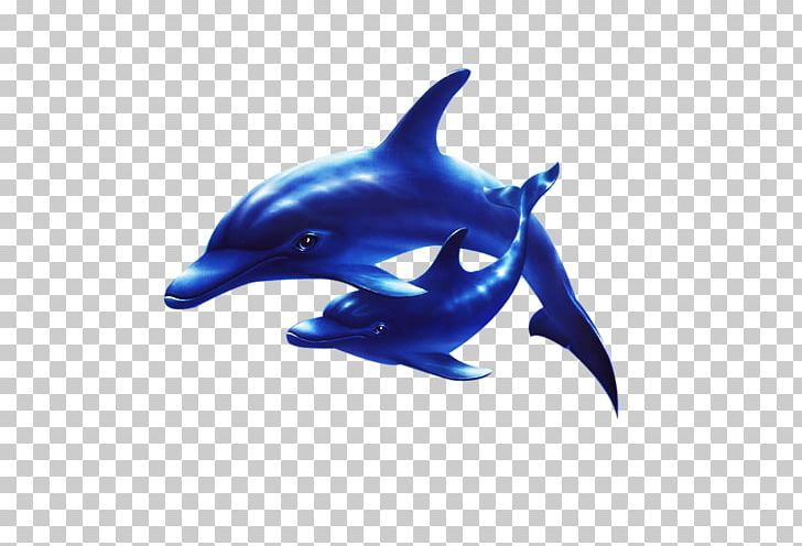 Common Bottlenose Dolphin Short-beaked Common Dolphin Wholphin Rough-toothed Dolphin PNG, Clipart, Animals, Bottlenose Dolphin, Electric Blue, Fauna, Mammal Free PNG Download