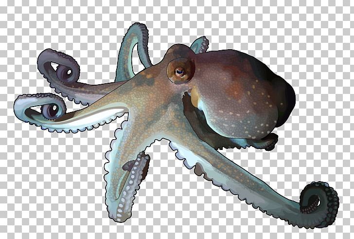 Octopus Cephalopod Squid Terrestrial Animal PNG, Clipart, Animal, Canarias, Cephalopod, Common Octopus, Drawing Free PNG Download