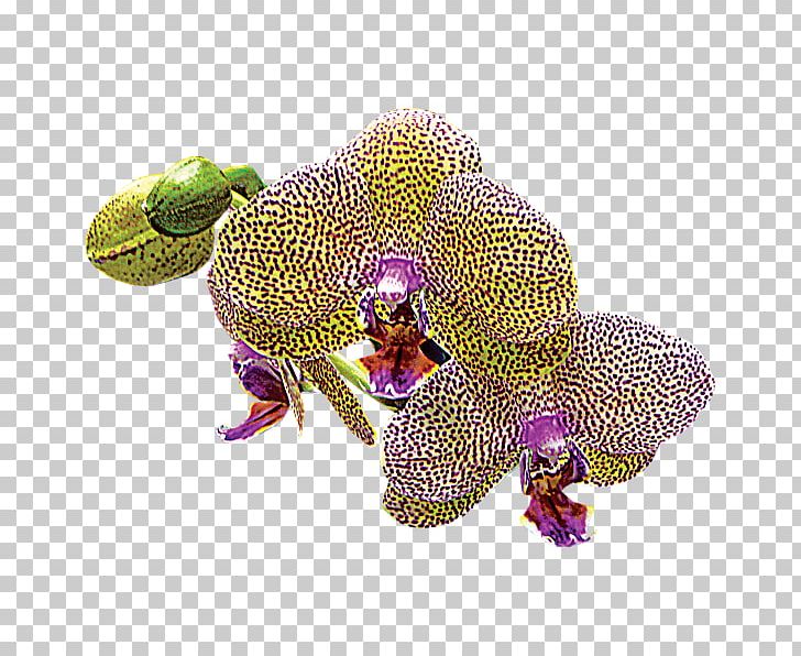Moth Orchids Douchegordijn Common Spotted Orchid Shower PNG, Clipart, Common Spotted Orchid, Curtain, Douchegordijn, Flower, Flowering Plant Free PNG Download