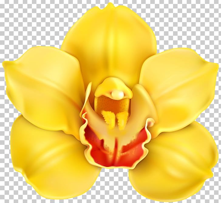 Yellow Flower PNG, Clipart, Blossom, Color, Computer Icons, Cut Flowers, Cypripedium Free PNG Download