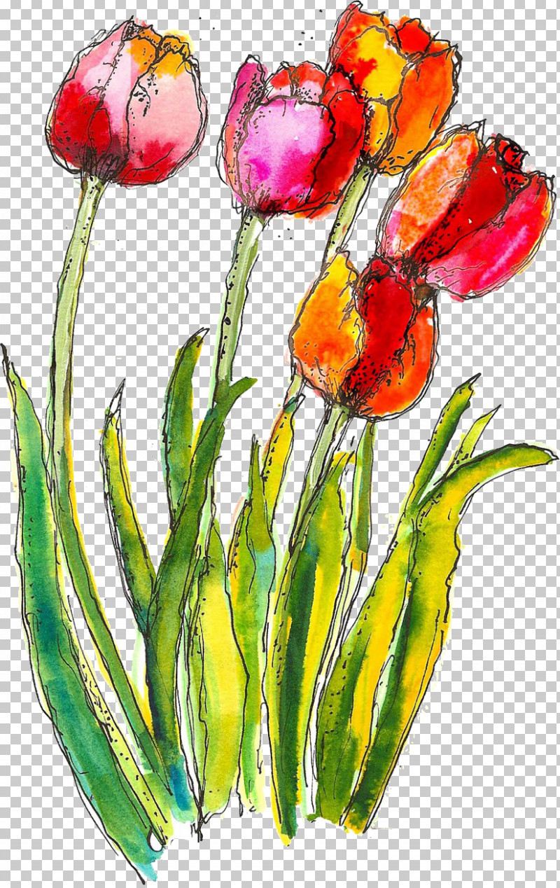 Flower Tulip Watercolor Paint Plant Petal PNG, Clipart, Bud, Cut Flowers, Flower, Lily Family, Paint Free PNG Download