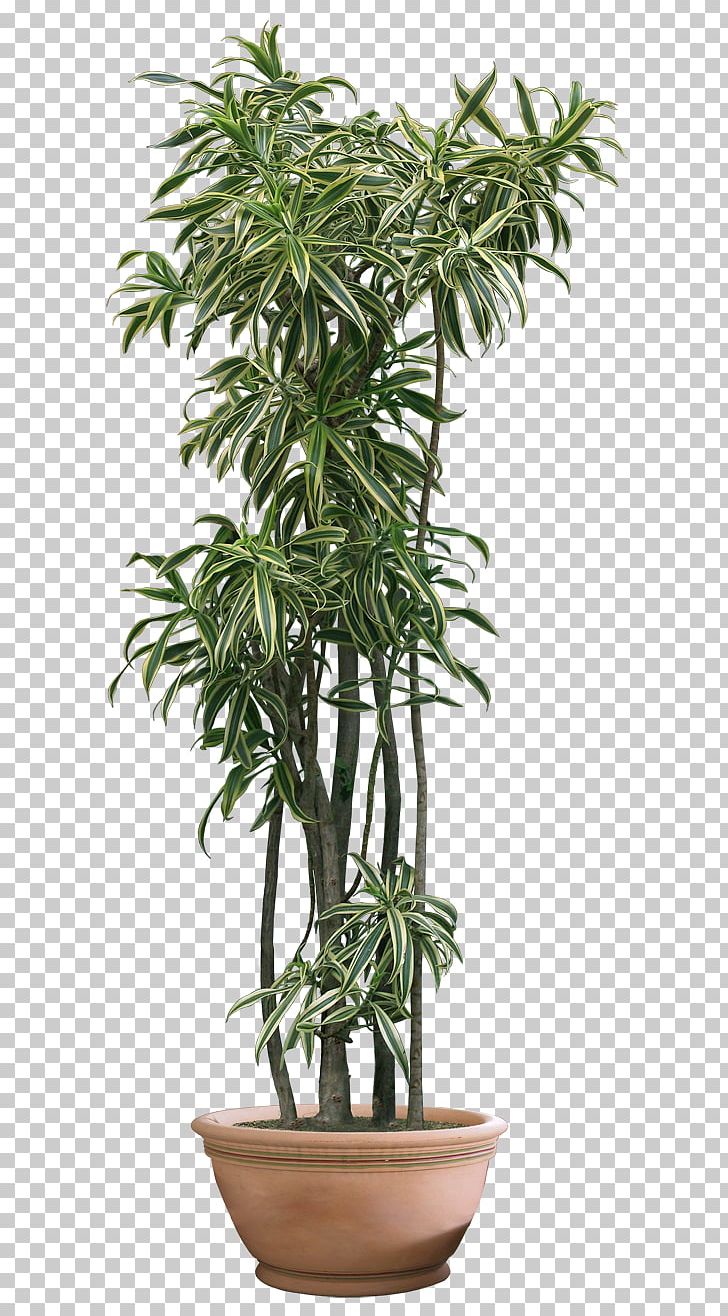 Houseplant Fiddle-leaf Fig PNG, Clipart, Arecales, Clipart, Computer Icons, Encapsulated Postscript, Evergreen Free PNG Download