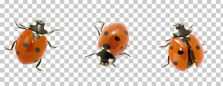 Ladybird Beetle Shutterstock Stock Photography PNG, Clipart, Arthropod, Banco De Imagens, Beetle, Eye, Fly Free PNG Download