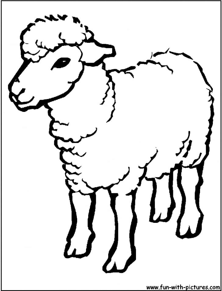 Sheep Drawing for Kids