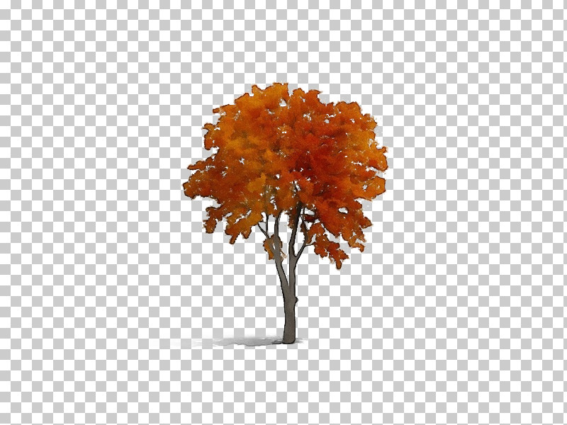Tree Autumn Deciduous Maple PNG, Clipart, Autumn, Deciduous, Maple, Oak, Paint Free PNG Download