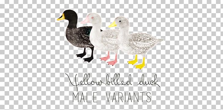 Duck Zoo Tycoon 2 Mule Project PNG, Clipart, Animals, Beak, Bird, Brand, Colubridae Free PNG Download