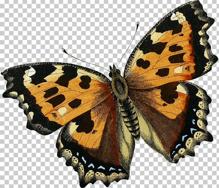 Monarch Butterfly Pieridae Gossamer-winged Butterflies Moth PNG, Clipart, Arthropod, Brush Footed Butterfly, Butterflies And Moths, Butterfly, Butterfly Fairy Free PNG Download
