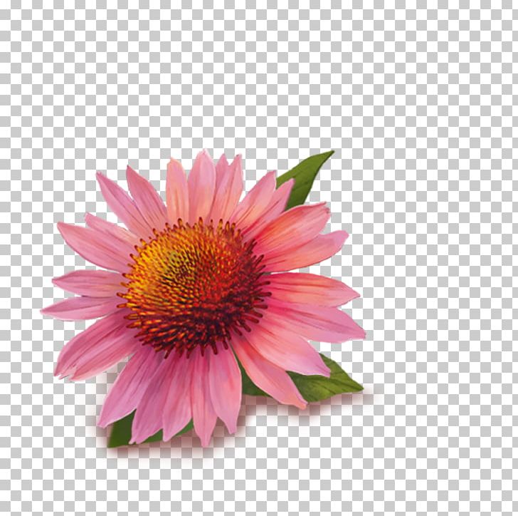 Tea Echinacea Angustifolia Purple Coneflower Herb Ginger PNG, Clipart, Annual Plant, Aster, Cardamom, Common Cold, Coneflower Free PNG Download