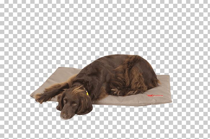 Boykin Spaniel Puppy Dog Breed Bed Duvet PNG, Clipart, Animals, Bed, Bench, Boykin Spaniel, Breed Free PNG Download