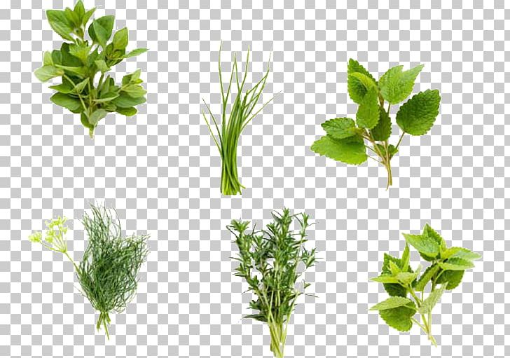 Fines Herbes Organic Food Plant Coriander PNG, Clipart, Chervil, Cooking, Coriander, Culinary Art, Fines Herbes Free PNG Download
