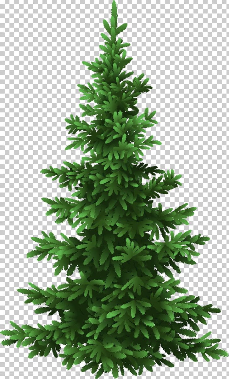 Fir Tree Pine Christmas PNG, Clipart, Christmas, Christmas Decoration, Christmas Tree, Conifer, Conifers Free PNG Download