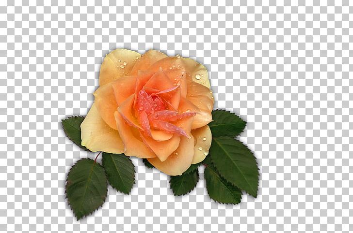 Garden Roses Portable Network Graphics File Format PNG, Clipart, Apricot, Artificial Flower, Cut Flowers, Digital Scrapbooking, Download Free PNG Download