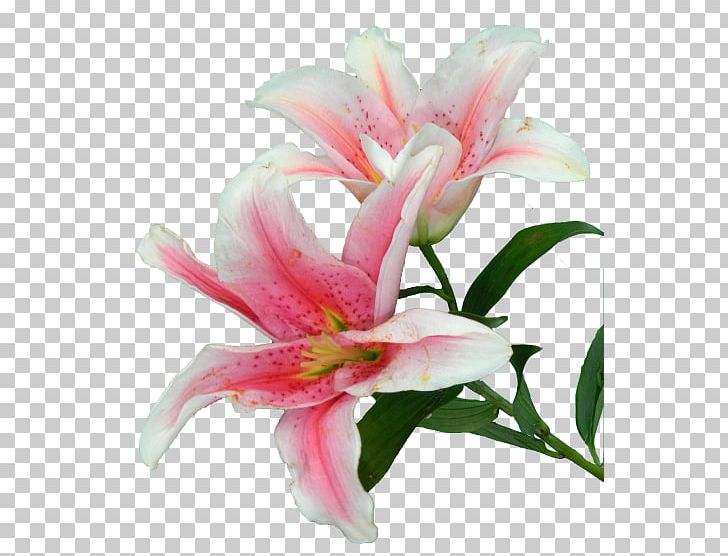 Lily Rose Cut Flowers Plants PNG, Clipart, Cut Flowers, Flower, Flower Bouquet, Flowering Plant, Lily Free PNG Download