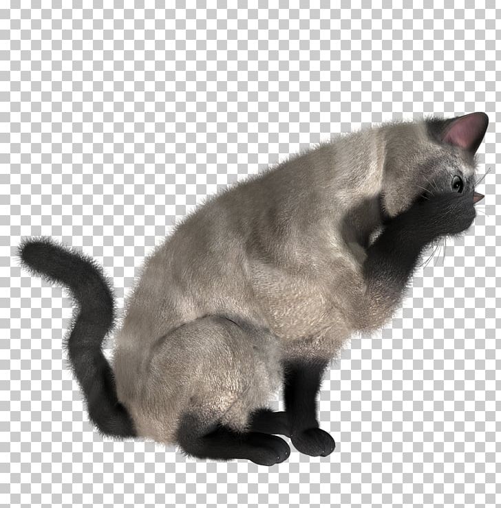 Cats PNG, Clipart, Cats Free PNG Download