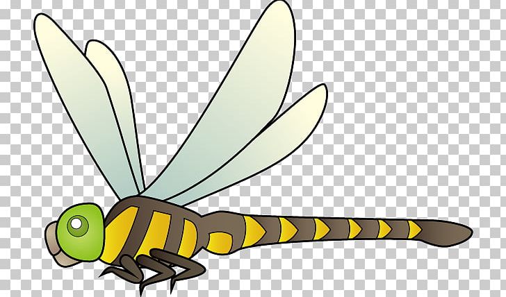 Anotogaster Sieboldii Insect Butterfly Odonate PNG, Clipart, Arthropod, Artwork, Bee, Butterfly, Cartoon Free PNG Download