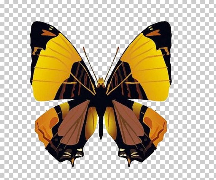 Butterfly Bozzolo PNG, Clipart, Arthropod, Blue Butterfly, Brush Footed Butterfly, Butterflies, Butterfly Group Free PNG Download