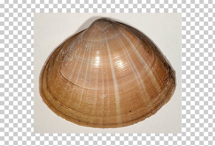 Cockle Veneroida Clam Tellinidae /m/083vt PNG, Clipart, Baltic Clam, Caramel Color, Clam, Clams Oysters Mussels And Scallops, Cockle Free PNG Download