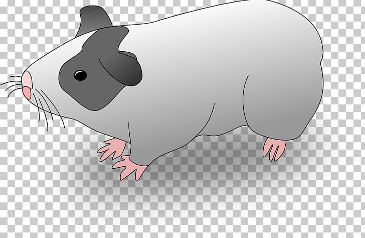 Guinea Pig Domestic Pig Drawing PNG, Clipart, Animals, Cartoon, Domestic Pig, Download, Drawing Free PNG Download