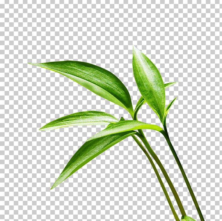 Lucky Bamboo Leaf PNG, Clipart, Asparagus, Background Green, Bamboo, Bonsai, Computer Icons Free PNG Download