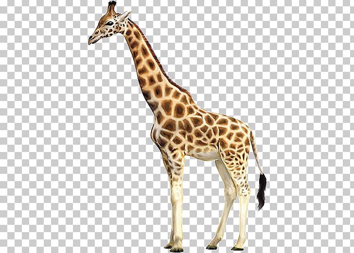Reticulated Giraffe Baby Giraffes Okapi Drawing PNG, Clipart, Animal, Animal Figure, Animals, Art, Baby Giraffes Free PNG Download