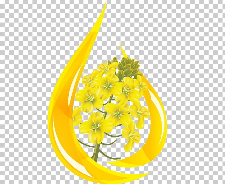 Canola Colza Oil Rape PNG, Clipart, Cabbages, Canola, Colza Oil, Crop Yield, Cut Flowers Free PNG Download