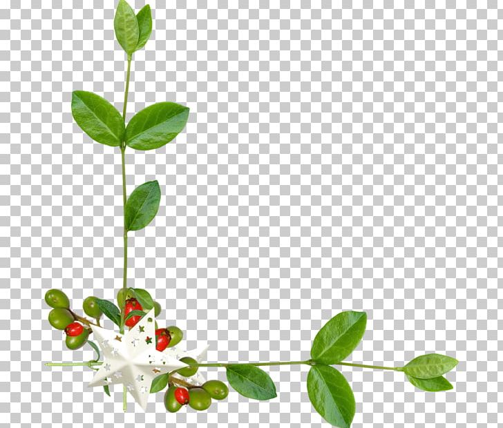 Curb Flower PNG, Clipart, Branch, Curb, Data Compression, Decorative Arts, Flora Free PNG Download