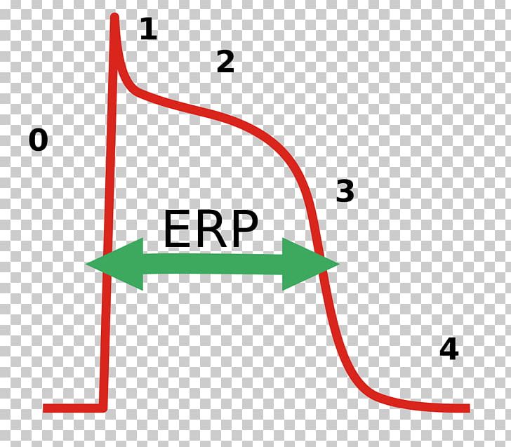 Effective Refractory Period Cardiac Action Potential Repolarization PNG, Clipart, Activate, Angle, Antiarrhythmic Agent, Area, Cardiac Action Potential Free PNG Download
