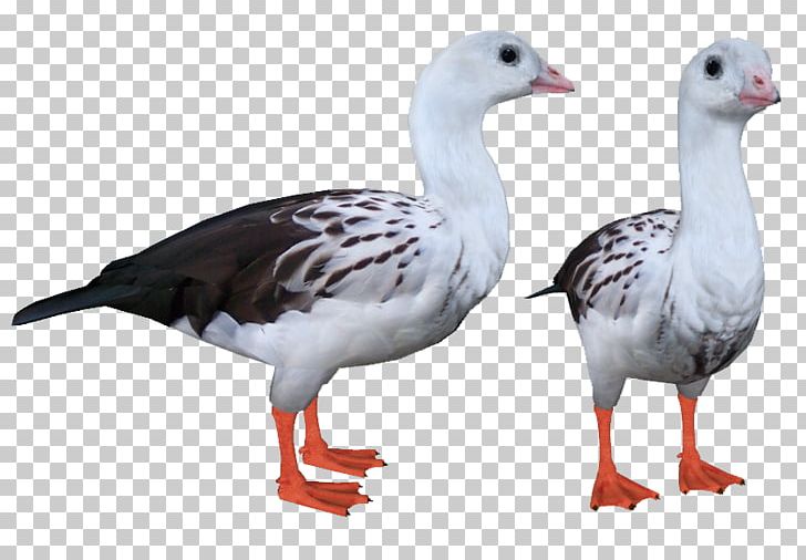 Goose Duck Fauna Feather Beak PNG, Clipart, Beak, Bird, Duck, Ducks Geese And Swans, Fauna Free PNG Download