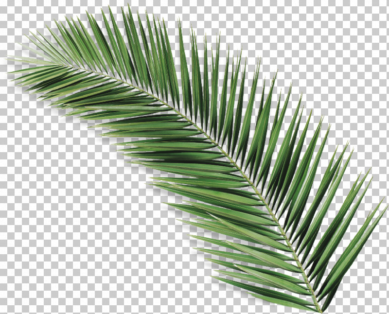Palm Tree PNG, Clipart, Arecales, Borassus Flabellifer, Cycad, Elaeis, Grass Free PNG Download
