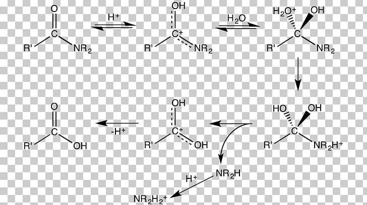 Amide Dakin–West Reaction Hydrolysis Acid Hofmann Rearrangement PNG, Clipart, Acid, Amide, Angle, Area, Base Free PNG Download