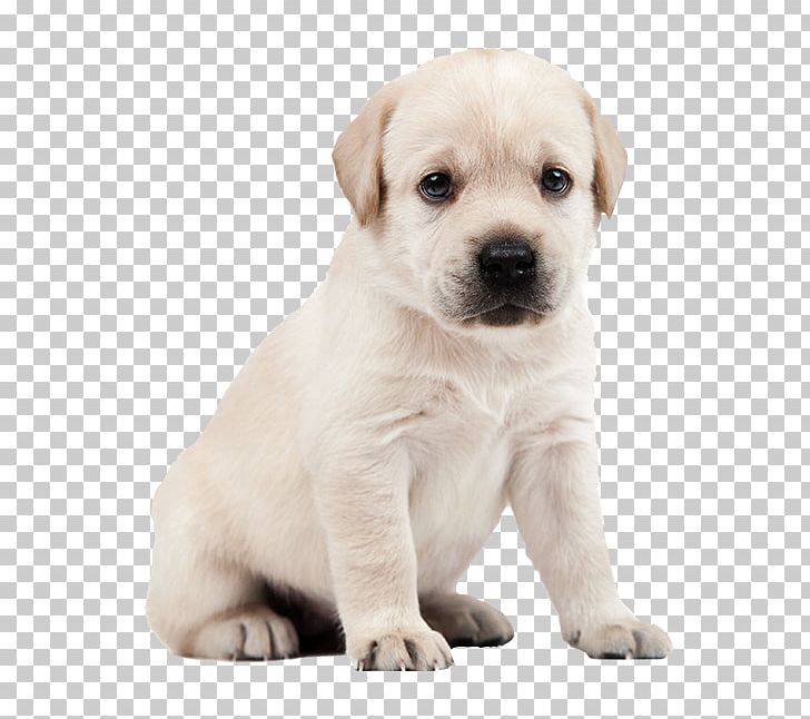 Labrador Retriever Puppy Dog Breed Companion Dog Yorkshire Terrier PNG, Clipart, Animals, Breed, Breed Group Dog, Canidae, Carnivoran Free PNG Download