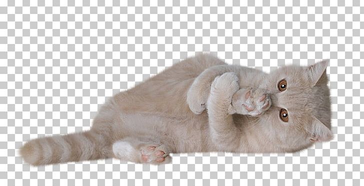 Whiskers Online Chat British Shorthair Guestbook Kitten PNG, Clipart, Animal, Animals, British Shorthair, Carnivoran, Cat Free PNG Download