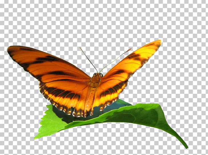 Monarch Butterfly Gossamer-winged Butterflies Brush-footed Butterflies Butterflies And Moths PNG, Clipart, Arthropod, Brush Footed Butterfly, Butterflies And Moths, Butterfly, Insect Free PNG Download