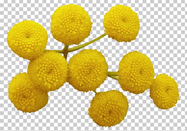 Tansy PNG, Clipart, Flower, Others, Tansy, Yellow Free PNG Download
