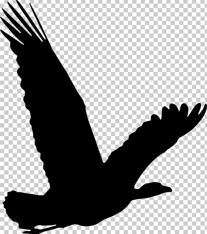 Bird Migration Birdwatching Flight PNG, Clipart, Beak, Bird, Bird Migration, Bird Of Prey, Birdwatching Free PNG Download