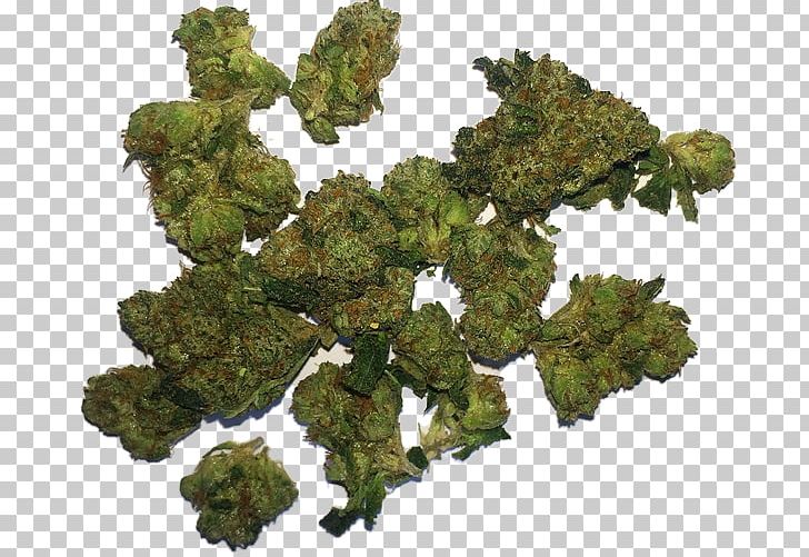 Cannabis Sativa Marijuana Medical Cannabis Medicine PNG, Clipart, Cancer, Cannabis, Cannabis Consumption, Cannabis Sativa, Company Free PNG Download